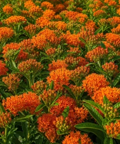 Orange Milkweed Live Plant Set, Asclepias Tuberosa, 4-8 Inch Tall, No Pot - Image 8