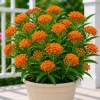 Orange Milkweed Live Plant Set, Asclepias Tuberosa, 4-8 Inch Tall, No Pot - Image 1