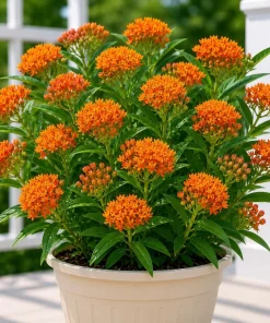 Orange Milkweed Live Plant Set, Asclepias Tuberosa, 4-8 Inch Tall, No Pot - Image 1