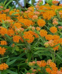 Orange Milkweed Live Plants Set of 2 - 4-6 Inch Tall Outdoor Garden - Image 2