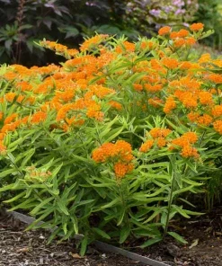 Orange Milkweed Live Plants Set of 2 - 4-6 Inch Tall Outdoor Garden - Image 3
