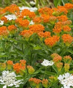 Orange Milkweed Live Plants Set of 2 - 4-6 Inch Tall Outdoor Garden - Image 4