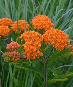 Orange Milkweed Live Plants Set of 2 - 4-6 Inch Tall Outdoor Garden - Image 5