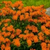 Orange Milkweed Live Plants Set of 2 - 4-6 Inch Tall Outdoor Garden - Image 1