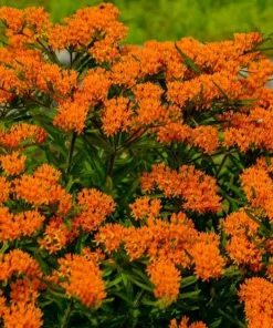 Orange Milkweed Live Plants Set of 2 - 4-6 Inch Tall Outdoor Garden - Image 1
