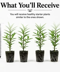 Orange Milkweed Live Plants - Set of 4, Asclepias Tuberosa, 4-8 Inch Tall, Outdoor Perennial - Image 2