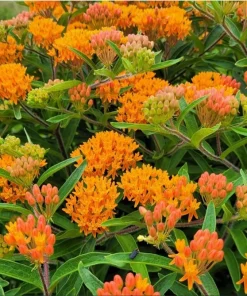 Orange Milkweed Live Plants - Set of 4, Asclepias Tuberosa, 4-8 Inch Tall, Outdoor Perennial - Image 5