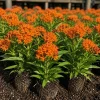Orange Milkweed Live Plants - Set of 4, Asclepias Tuberosa, 4-8 Inch Tall, Outdoor Perennial - Image 1