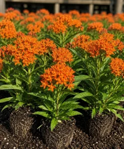 Orange Milkweed Live Plants - Set of 4, Asclepias Tuberosa, 4-8 Inch Tall, Outdoor Perennial - Image 1