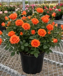Orange Mini Rose Live Plant 4-6 Inch Tall - Miniature Rose Bush for Indoor & Outdoor - Image 4