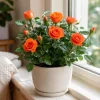 Orange Mini Rose Live Plant 4-6 Inch Tall - Miniature Rose Bush for Indoor & Outdoor - Image 1