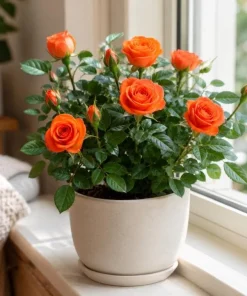 Orange Mini Rose Live Plant 4-6 Inch Tall - Miniature Rose Bush for Indoor & Outdoor - Image 1