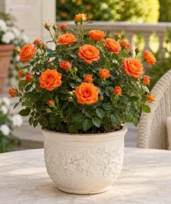 Orange Mini Rose Live Plant 4-6 Inch Tall - Miniature Rose Bush for Indoor & Outdoor - Image 6