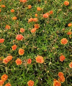Orange Moss Rose Portulaca Grandiflora Flower Seeds - 100 Seeds - Image 2