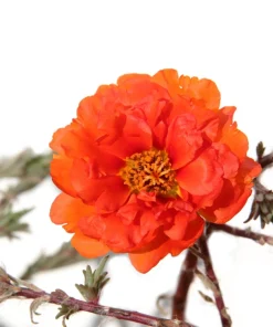 Orange Moss Rose Portulaca Grandiflora Flower Seeds - 100 Seeds - Image 3