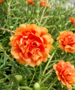 Orange Moss Rose Portulaca Grandiflora Flower Seeds - 100 Seeds - Image 4