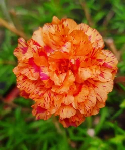 Orange Moss Rose Portulaca Grandiflora Flower Seeds - 100 Seeds - Image 5