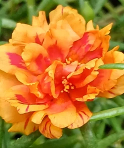 Orange Moss Rose Portulaca Grandiflora Flower Seeds - 100 Seeds - Image 6