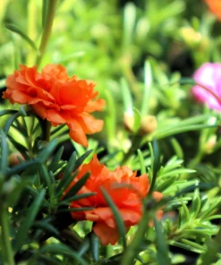 Orange Moss Rose Portulaca Grandiflora Flower Seeds - 100 Seeds - Image 7
