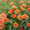 Orange Moss Rose Portulaca Grandiflora Flower Seeds - 100 Seeds - Image 1