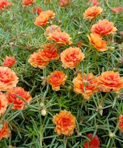 Orange Moss Rose Portulaca Grandiflora Flower Seeds - 100 Seeds - Image 1