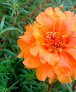 Orange Moss Rose Portulaca Grandiflora Flower Seeds - 100 Seeds - Image 8