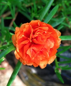 Orange Moss Rose Portulaca Grandiflora Flower Seeds - 100 Seeds - Image 9