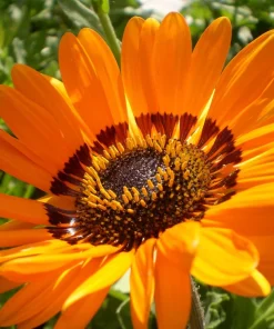 Orange Prince Cape Daisy Seeds - Venidium Fastuosum Flower Seeds, 50 Seeds - Image 5