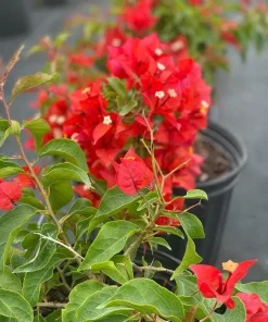 Orange-Red Bougainvillea Flame Live Starter Plants – 2 Pack, 6-8 Inches Tall, Outdoor Vine - Image 2