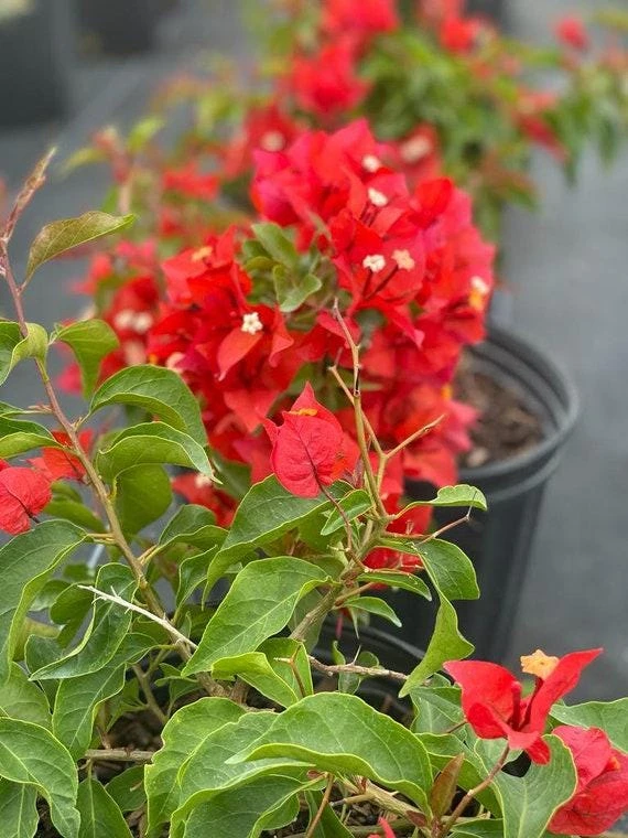Orange-Red Bougainvillea Flame Live Starter Plants – 2 Pack, 6-8 Inches Tall, Outdoor Vine - Image 2
