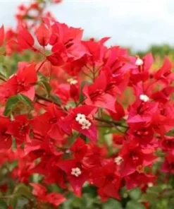 Orange-Red Bougainvillea Flame Live Starter Plants – 2 Pack, 6-8 Inches Tall, Outdoor Vine - Image 3