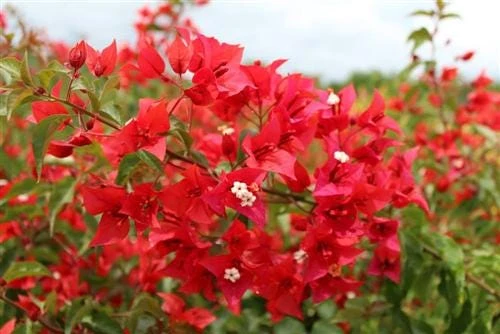 Orange-Red Bougainvillea Flame Live Starter Plants – 2 Pack, 6-8 Inches Tall, Outdoor Vine - Image 3