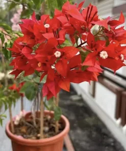 Orange-Red Bougainvillea Flame Live Starter Plants – 2 Pack, 6-8 Inches Tall, Outdoor Vine - Image 4