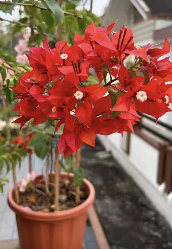 Orange-Red Bougainvillea Flame Live Starter Plants – 2 Pack, 6-8 Inches Tall, Outdoor Vine - Image 4