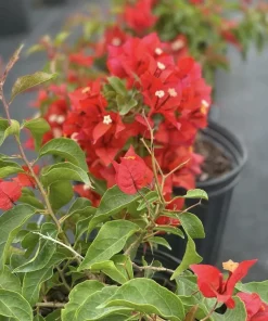 Orange-Red Bougainvillea Flame Live Starter Plants – 2 Pack, 6-8 Inches Tall, Outdoor Vine - Image 5