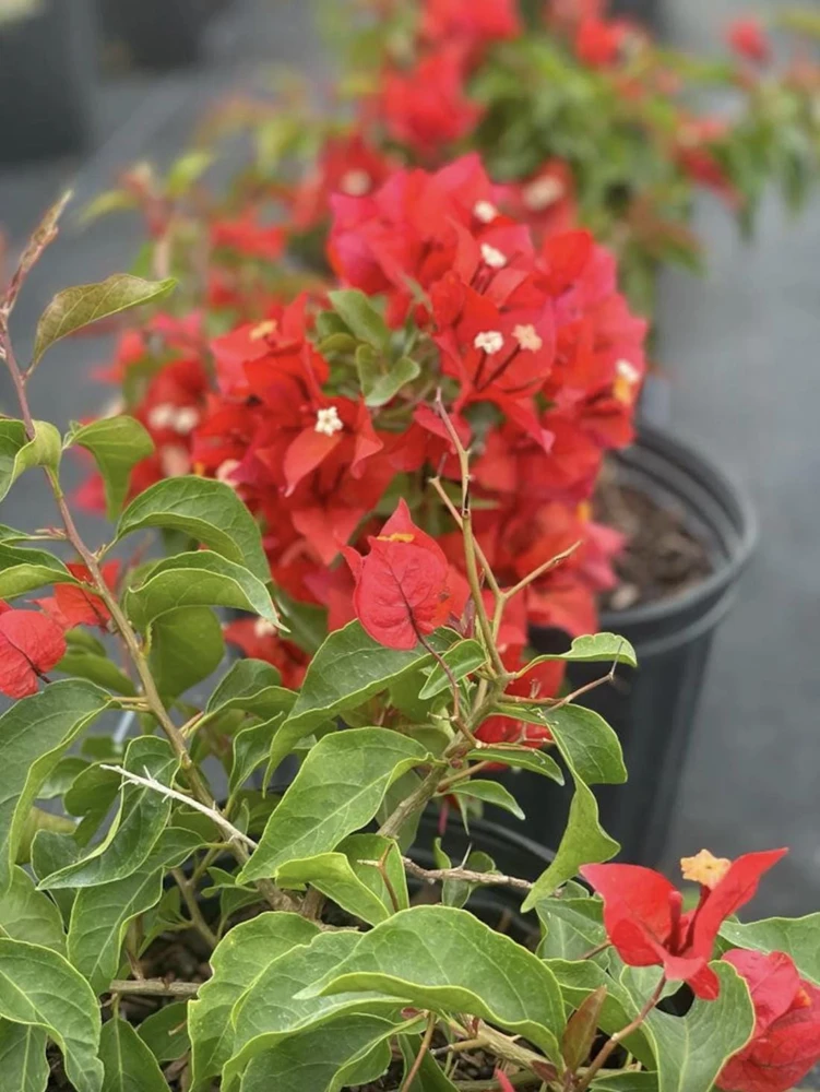 Orange-Red Bougainvillea Flame Live Starter Plants – 2 Pack, 6-8 Inches Tall, Outdoor Vine - Image 5