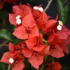 Orange-Red Bougainvillea Flame Live Starter Plants – 2 Pack, 6-8 Inches Tall, Outdoor Vine - Image 1