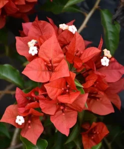 Orange-Red Bougainvillea Flame Live Starter Plants – 2 Pack, 6-8 Inches Tall, Outdoor Vine - Image 1