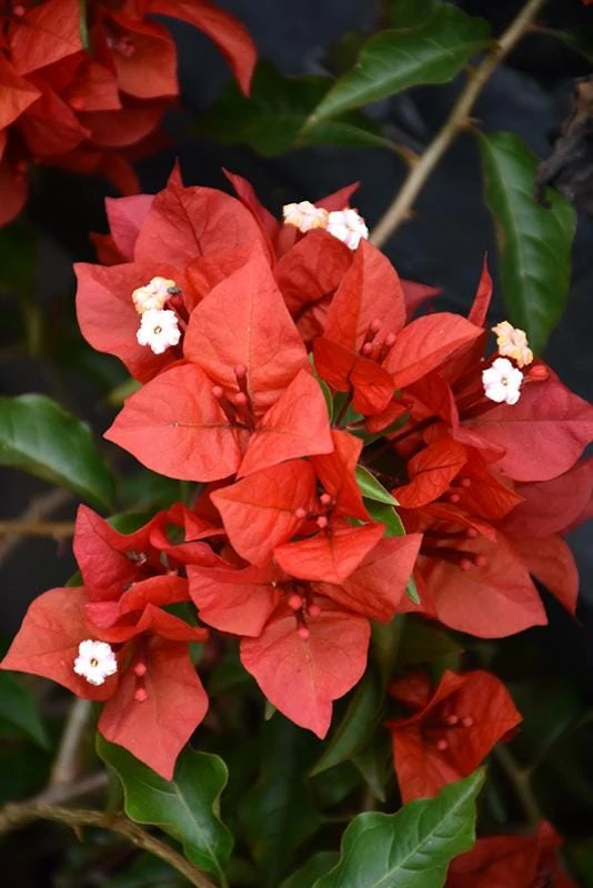 Orange-Red Bougainvillea Flame Live Starter Plants – 2 Pack, 6-8 Inches Tall, Outdoor Vine - Image 1