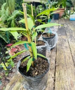Orange Sherbet Mango Tree Live Plant - Premium Tropical Fruit Tree - Image 2