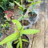 Orange Sherbet Mango Tree Live Plant - Premium Tropical Fruit Tree - Image 1