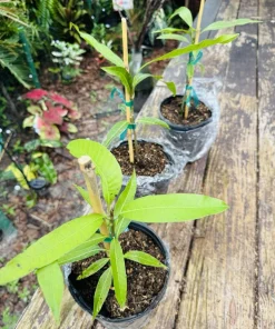 Orange Sherbet Mango Tree Live Plant - Premium Tropical Fruit Tree - Image 1