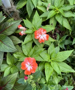 Orange Star New Guinea Impatiens Live Plant, Flowering Garden Plant - Image 1