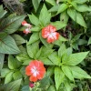 Orange Star New Guinea Impatiens Live Plant - Vibrant Blooms - Image 1