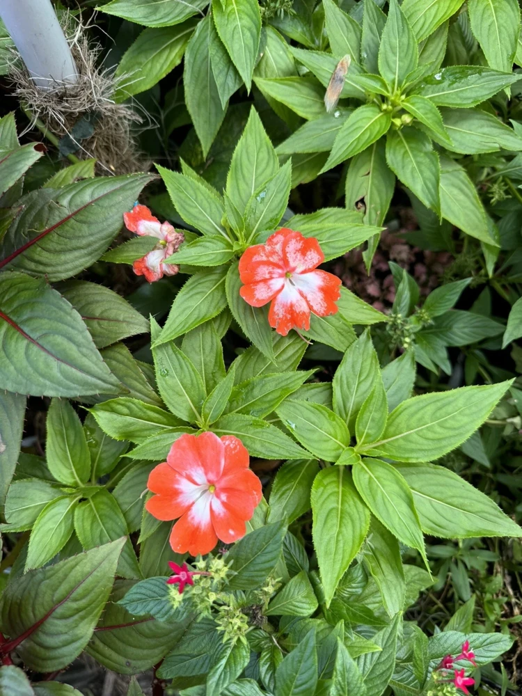 Orange Star New Guinea Impatiens Live Plant - Vibrant Blooms - Image 1