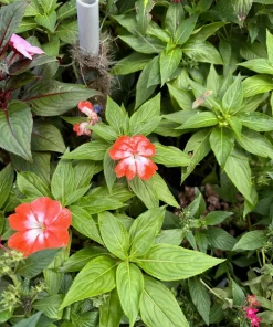 Orange Star New Guinea Impatiens Live Plant - Vibrant Blooms - Image 2