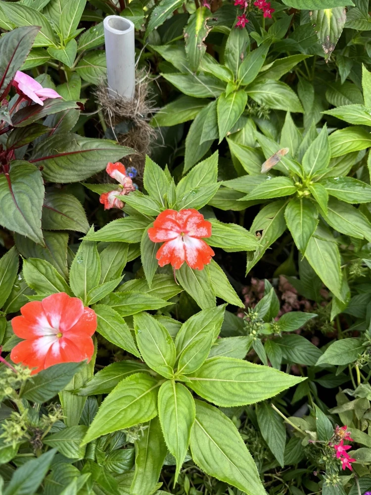 Orange Star New Guinea Impatiens Live Plant - Vibrant Blooms - Image 2