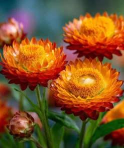 Orange Strawflower Seeds - 50 Count | Everlasting Bright Orange Cut Flowers for Garden & Arrangements - Image 2