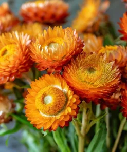 Orange Strawflower Seeds - 50 Count | Everlasting Bright Orange Cut Flowers for Garden & Arrangements - Image 3