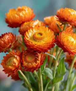 Orange Strawflower Seeds - 50 Count | Everlasting Bright Orange Cut Flowers for Garden & Arrangements - Image 4